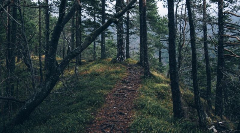 adventure forest nature 4029 824x550