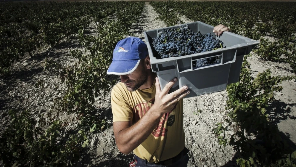 En el sector del campo, los extranjeros ya representan uno de cada cinco trabajadores. - Foto: Jonathan Tajes